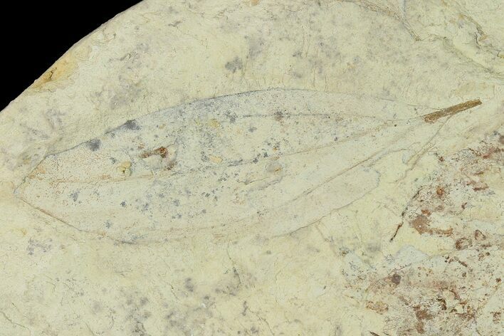 Miocene Fossil Leaf (Cinnamomum) - Augsburg, Germany #139266